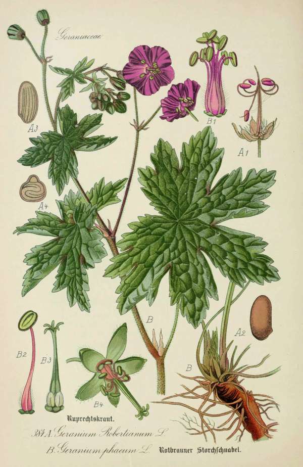 Gyógynövények, homeopátia, népi gyógyászat -4 – Büdös gólyaorr Dr. Thomé  Botanika